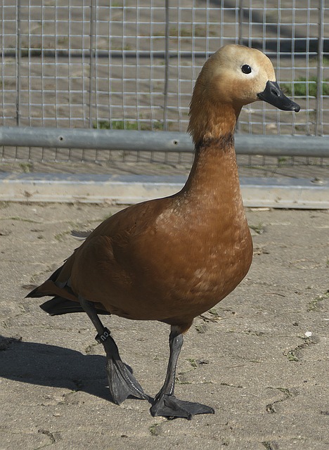 球員